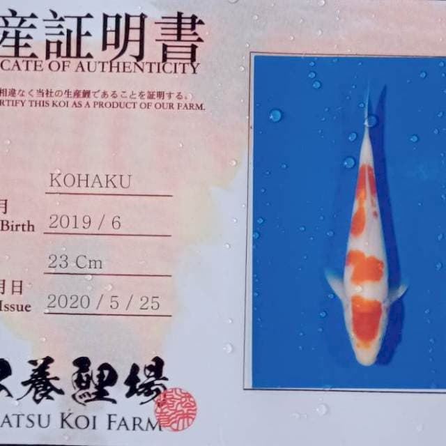 Kohaku yamamatsu import tosai