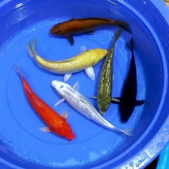 Koi unik