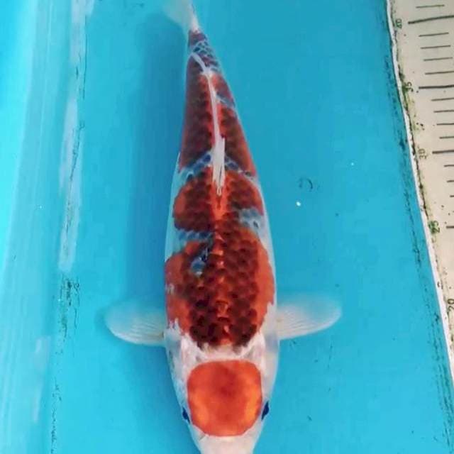 Maruten Goshiki