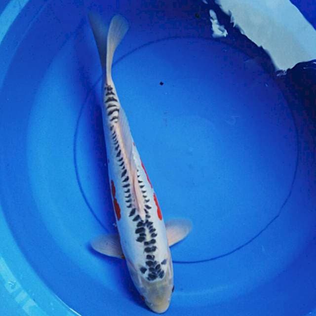 Shushui josss 43cm male