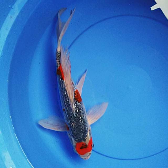 Kumpay goshiki ginrin 36cm male