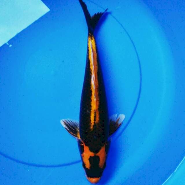 Kabuto strong 36bu male