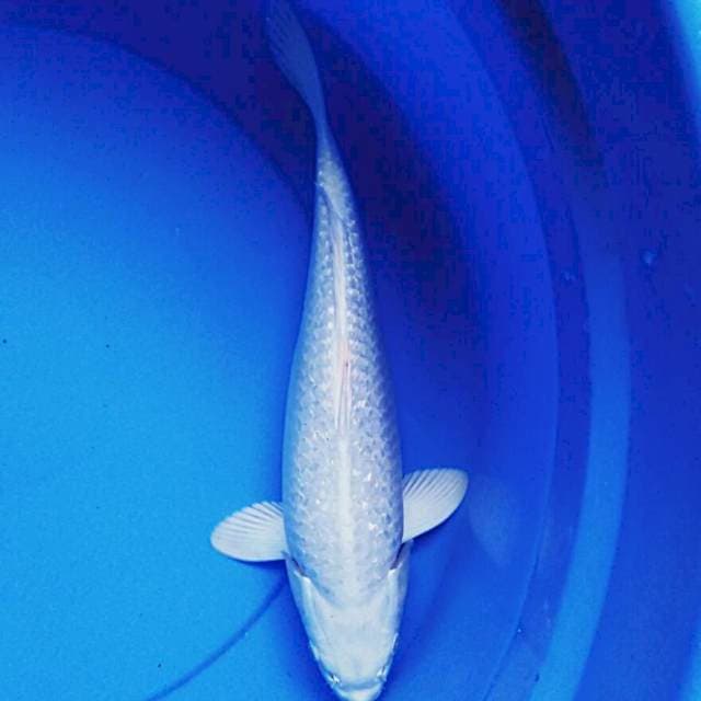 Platinum ginrin 33cm