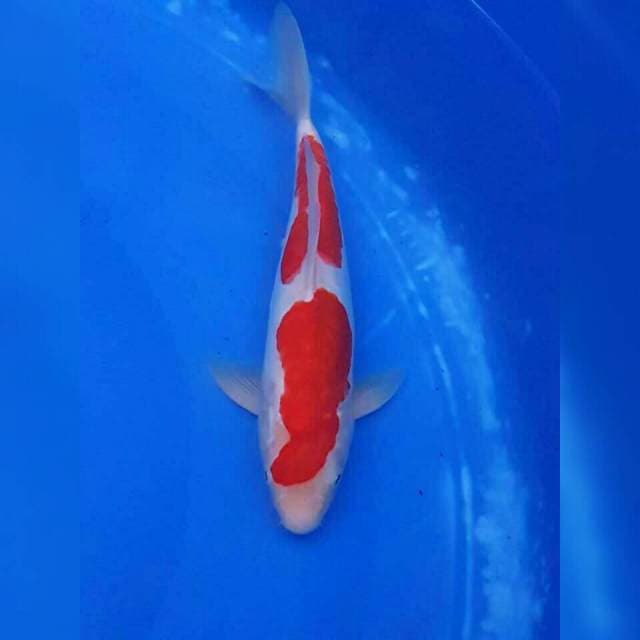 Male doitsu kohaku