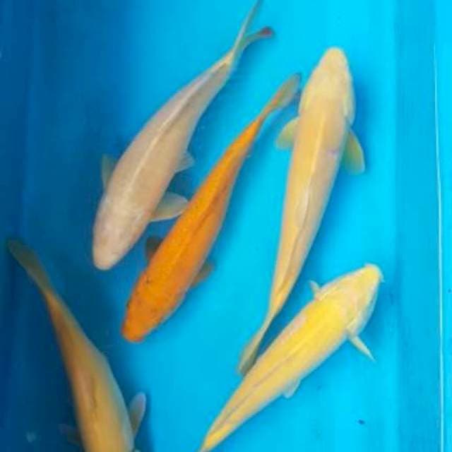 Mix karasi Mata merah 5 ekor