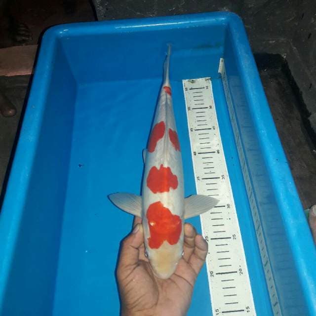 Kohaku doitshu male