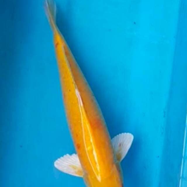 Yamabuki 48 cm