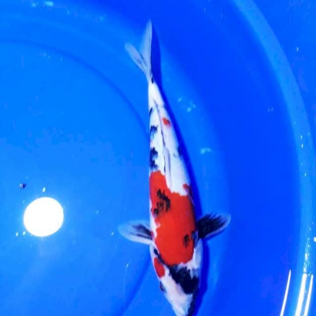 SHOWA 32CM..SALJU..