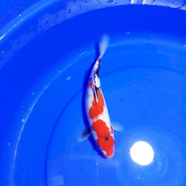 SHOWA 25CM..
