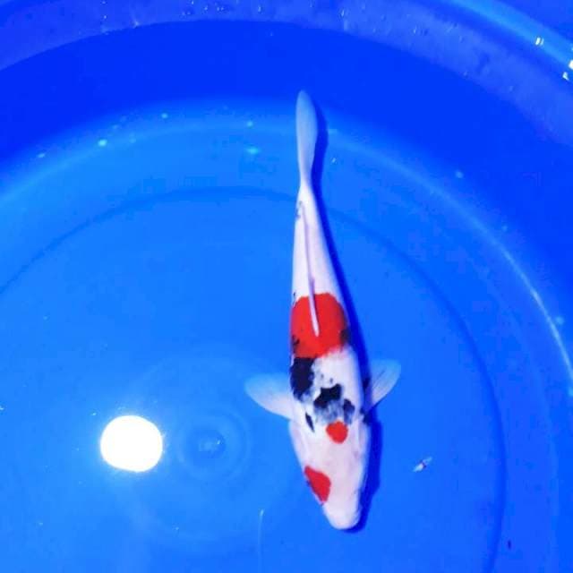 SHOWA 31CM..