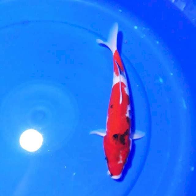 SHOWA 28CM..