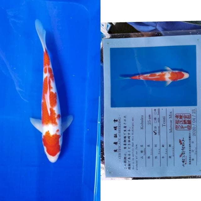 Kohaku matsue serti