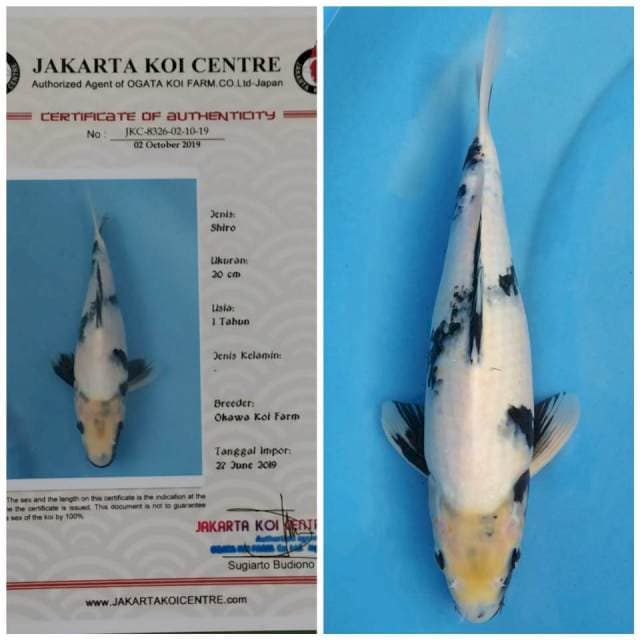 Okawa Shiro Prospek
