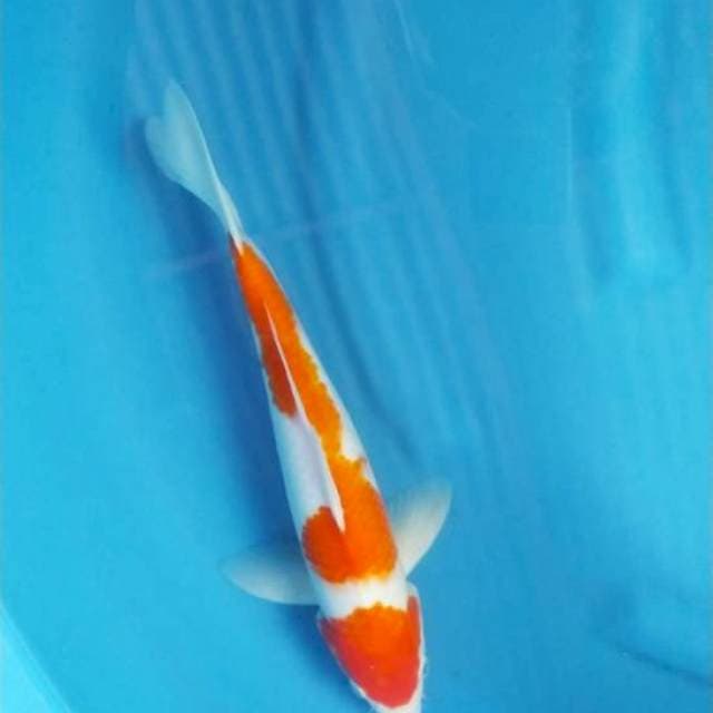 Kohaku ori