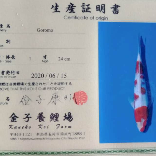Goromo import tosai