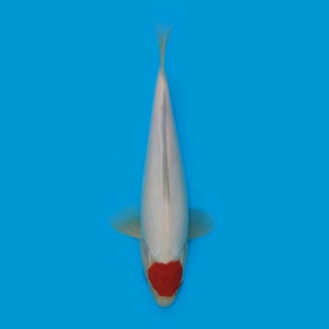 Tancho 30 cm