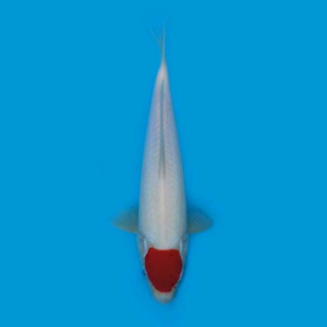 Tancho 30 cm