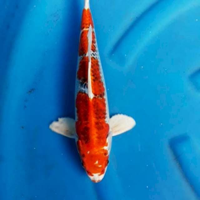 Goshiki 35cm
