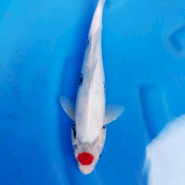 Tanco showa tategoi 32cm