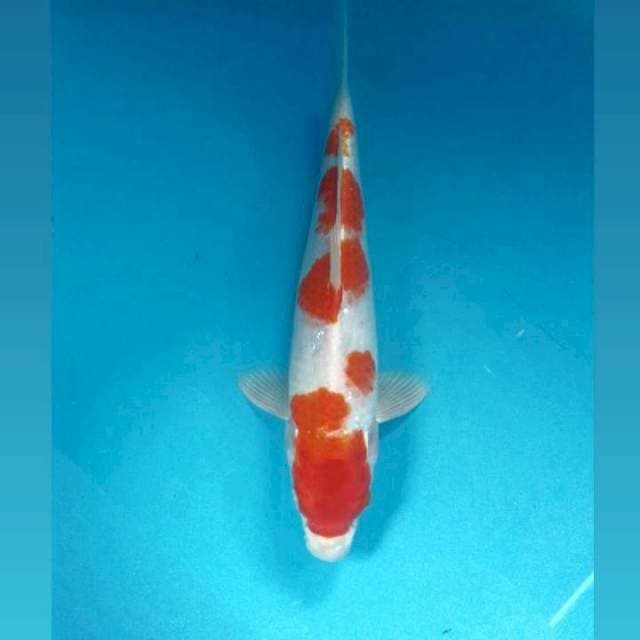 Kohaku, male 32 cm