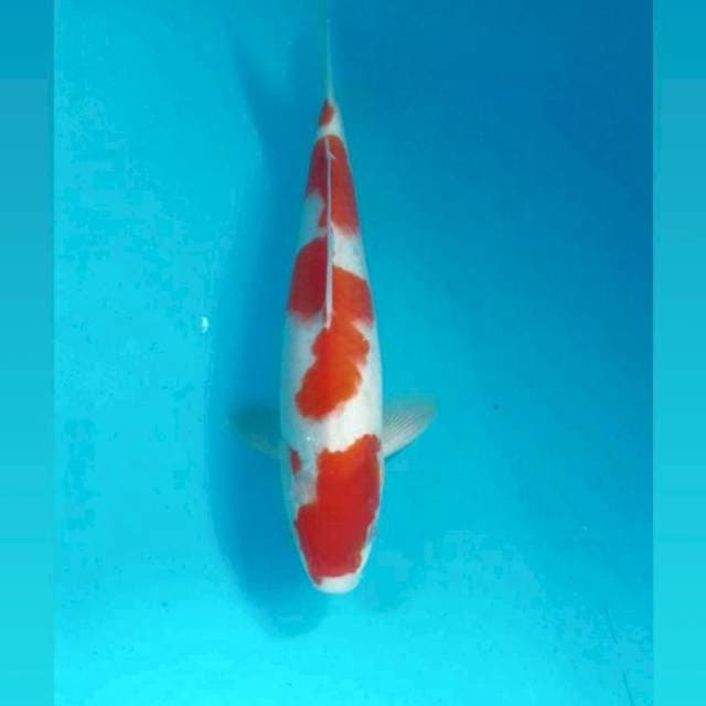 Kohaku, 29 cm
