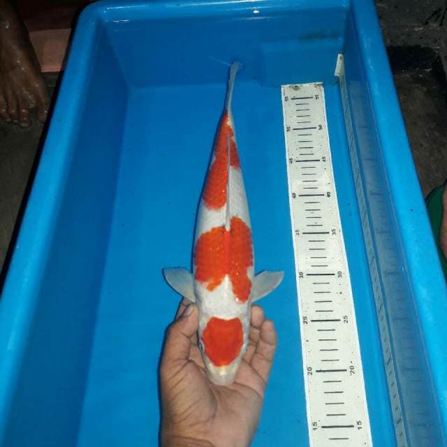 Maruten kohaku