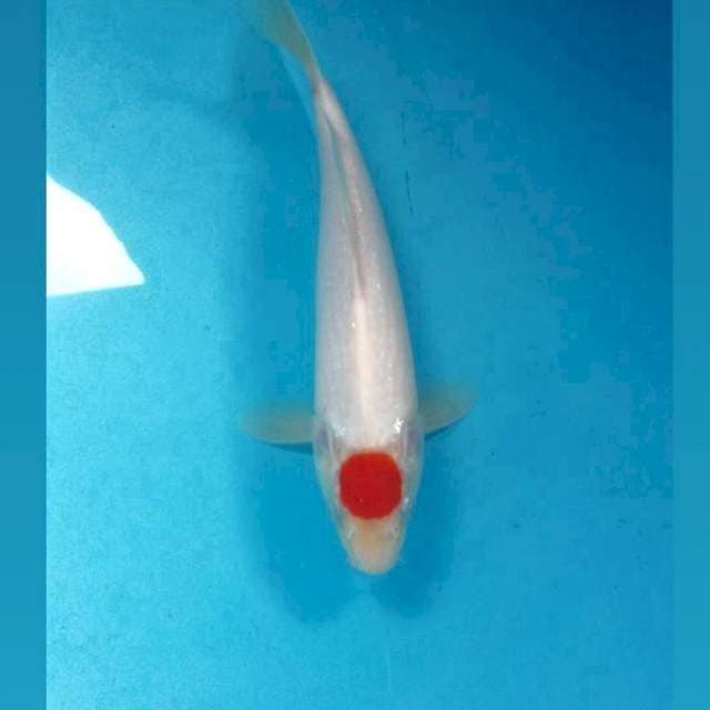 Tancho Kohaku, 25 cm