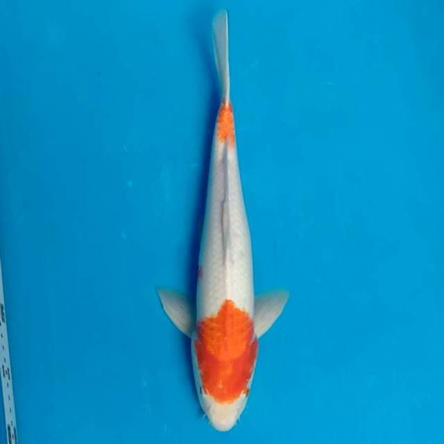 Kohaku 36cm