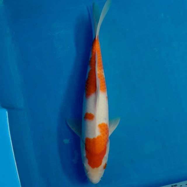 Kohaku 36cm