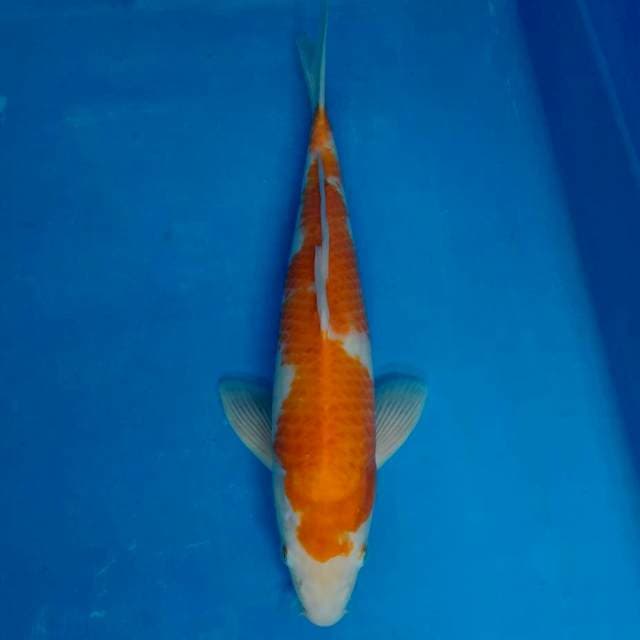 Kohaku 34cm