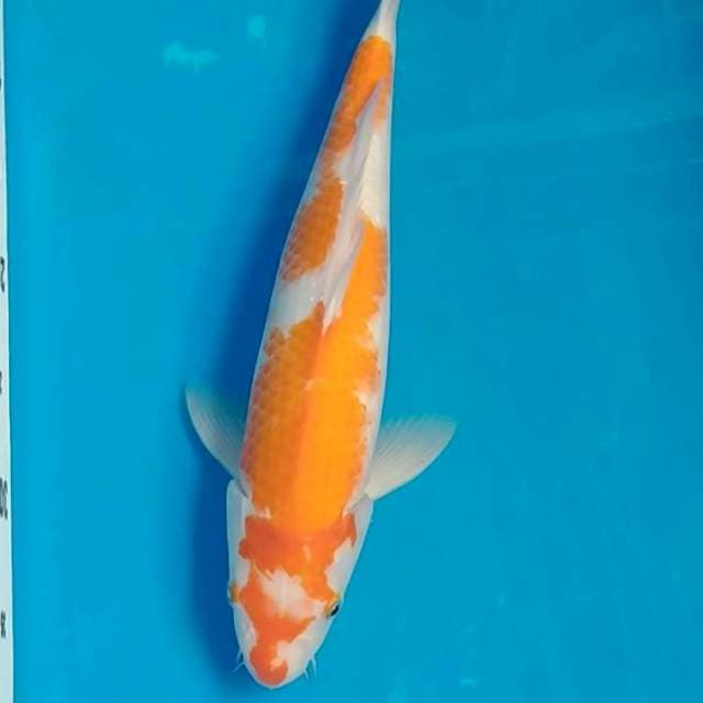Kohaku 37cm