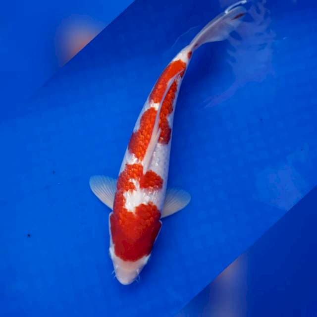Kohaku kin'guinruin 34cm