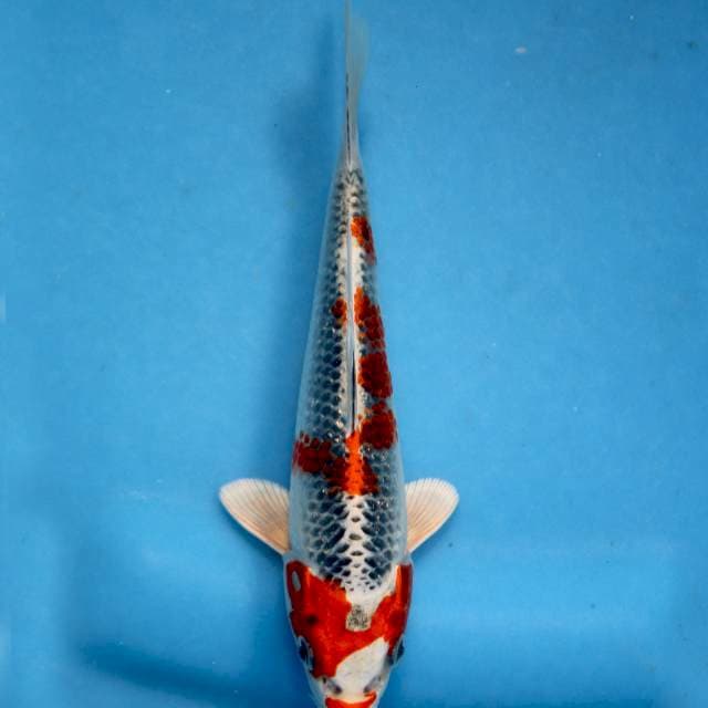 Show quality genjiro kujaku with breeder certificate