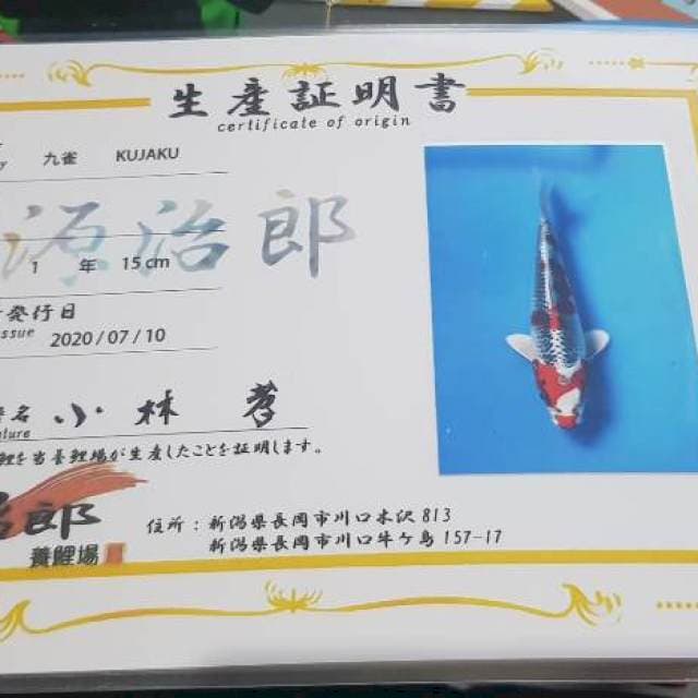 Show quality genjiro kujaku with breeder certificate