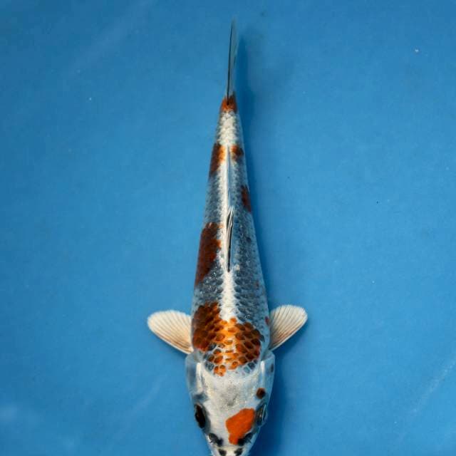 Show quality kujaku genjiro with breeder certificate