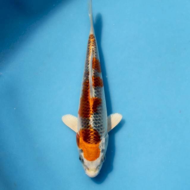 Ready show kujaku genjiro with breeder certificate