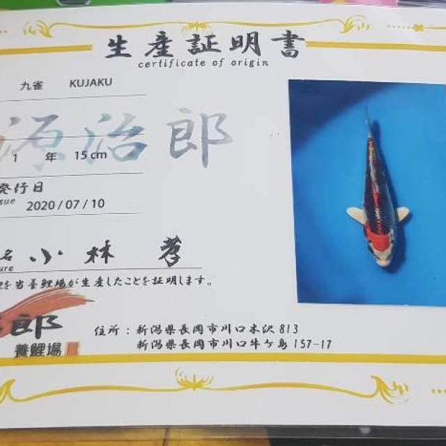Ready show kujaku genjiro with breeder certificate