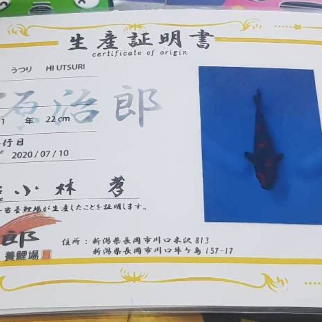 Ready show hi utsuri genjiro with breeder certificate