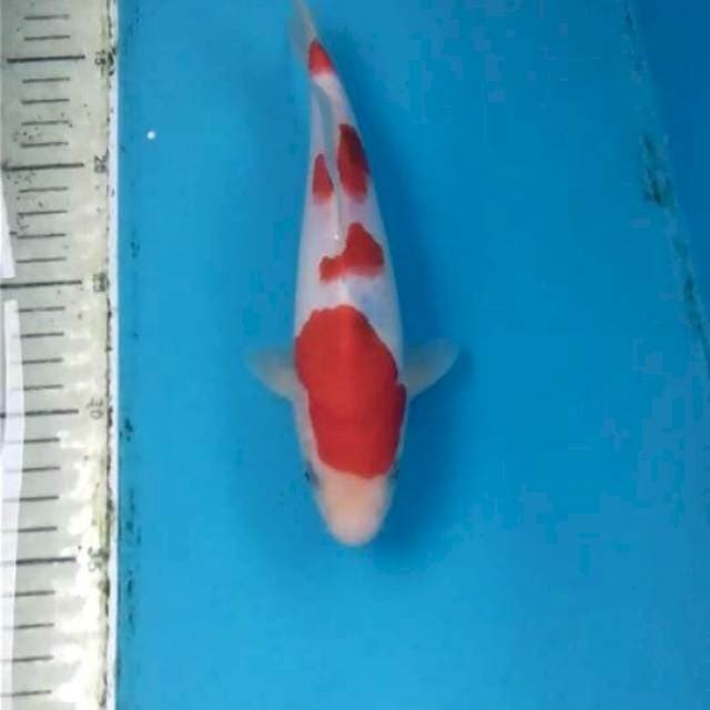 Sanke 23cm Male