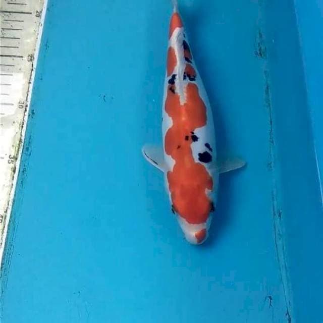 Hesenishiki 25cm