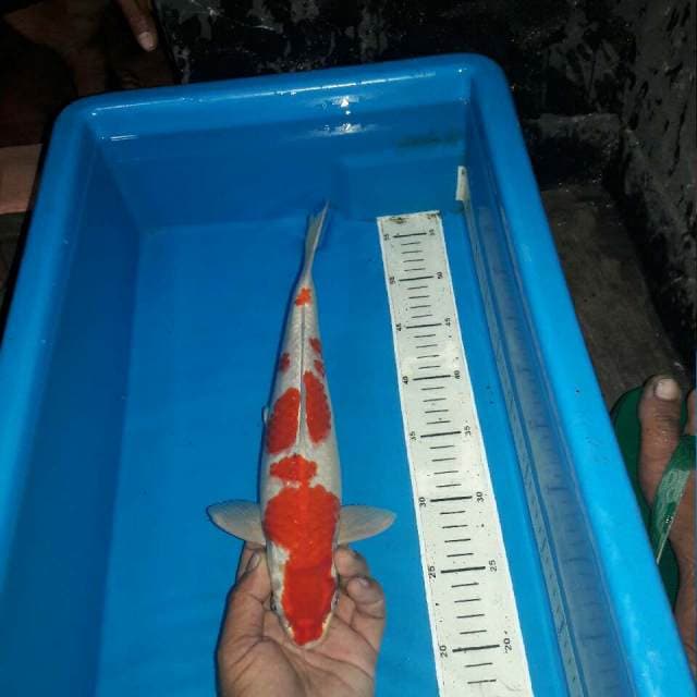 Kohaku