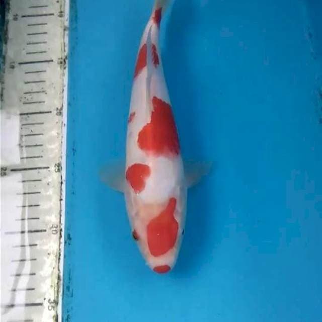 Kohaku 25cm