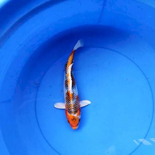 Kujaku 28 cm