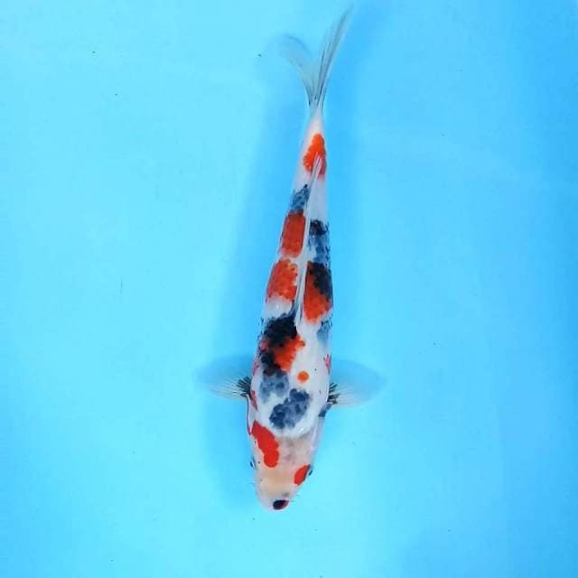 36 cm || Showa Cantik