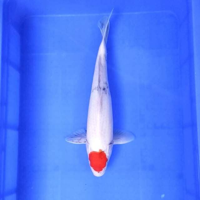 38 cm || Tancho Showa Tategoi || Jantan