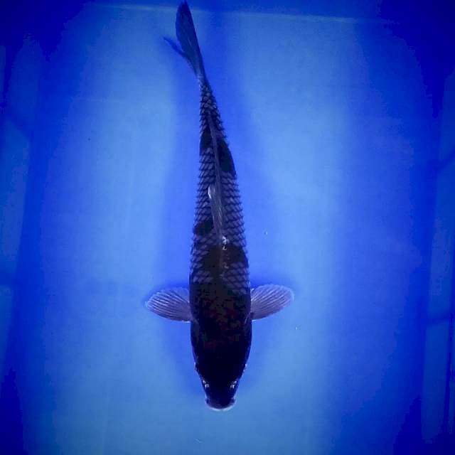 37 cm || Ochiba
