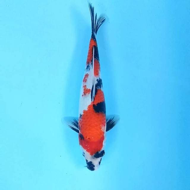 33 cm || Showa