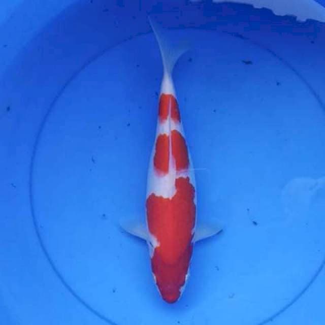 Kohaku 32 cm