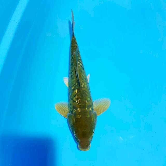 Aragoke 34cm male