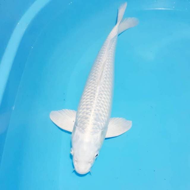 Platinum 40 cm male